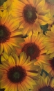 Transparentpapier Sonnenblume